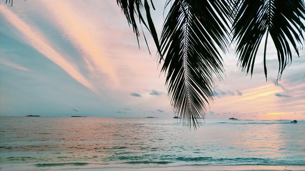 Quels sont les meilleurs spots pour observer les oiseaux exotiques en Amazonie?